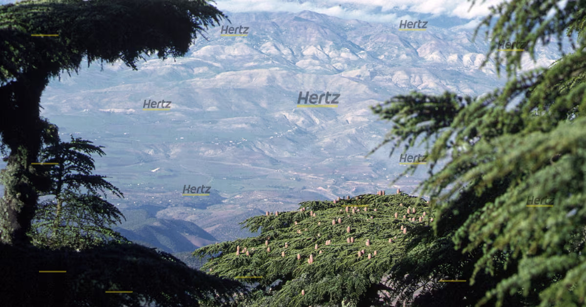 cédraie du Jbel Tazekka photo