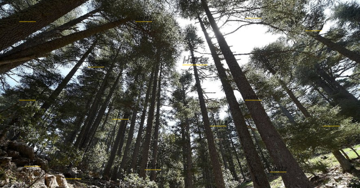 photo forêt chiadma