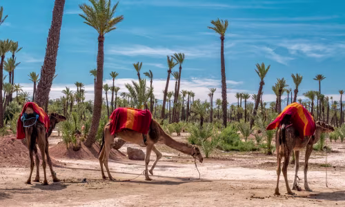 Promenade à dos de chameau à la palmeraie de Marrakech