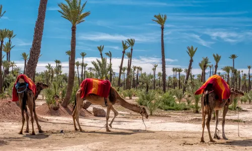 Promenade à dos de chameau à la palmeraie de Marrakech
