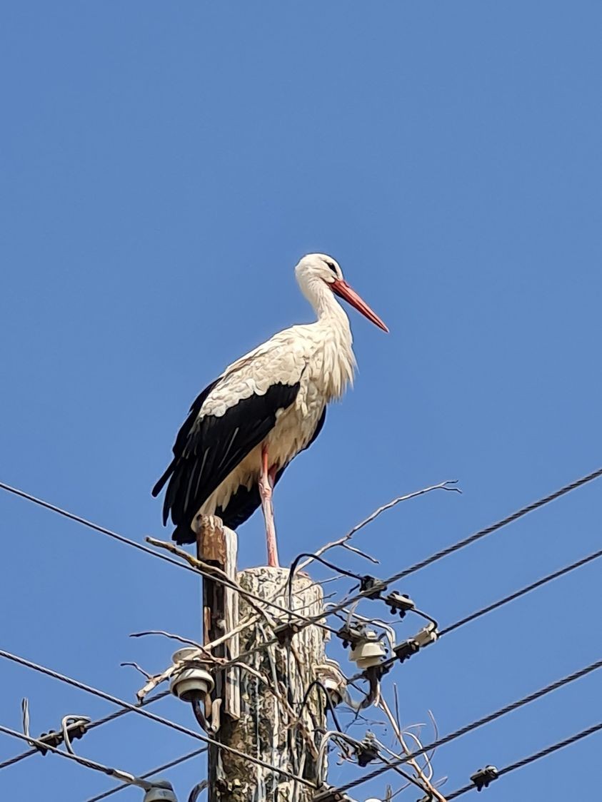 Роко, осиновеният щъркел на Димитър и Калоян