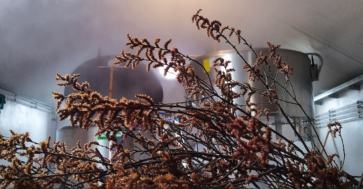 Recipe: Antidoot Myrica Gale Ale Primary Image