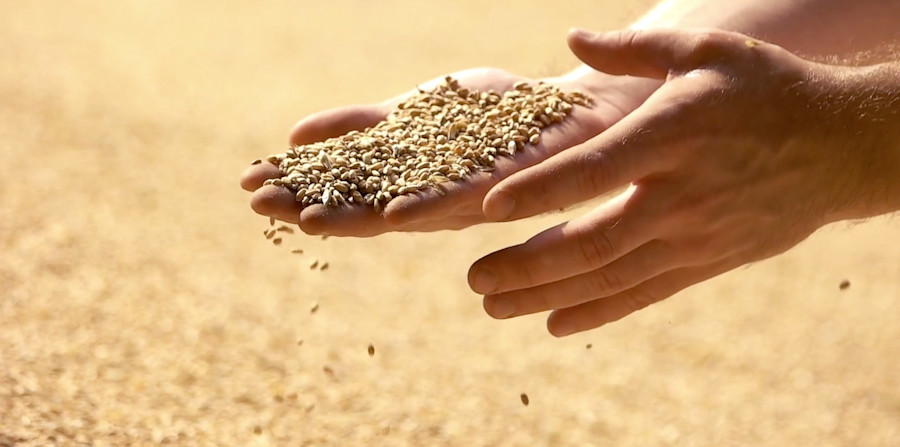 Video Tip: The Coevolution of Humans and Weissbier Image