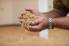 Full Video: An Inside Look at Craft Malting Image