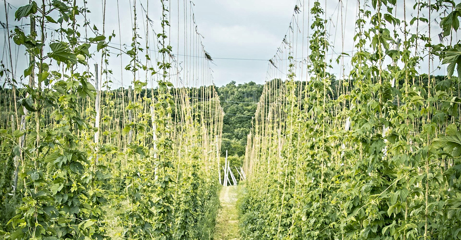 Weathering Changes in the World of Hops Primary Image
