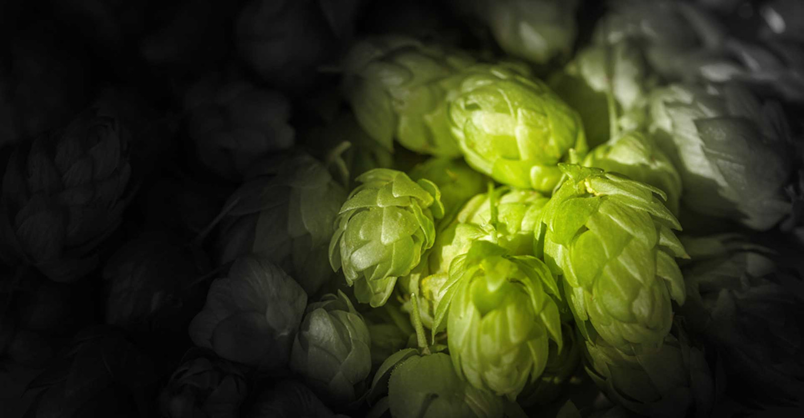The Causes And Effects Of Hop Creep and How To Prevent It Craft Beer 