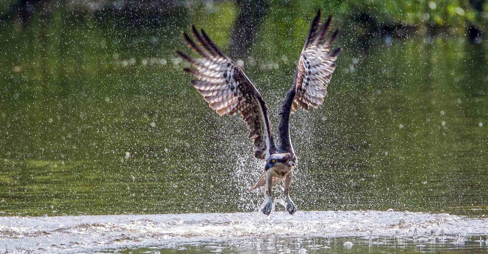 A New Clean-Water Initiative Aims to Benefit Breweries and Birds Primary Image