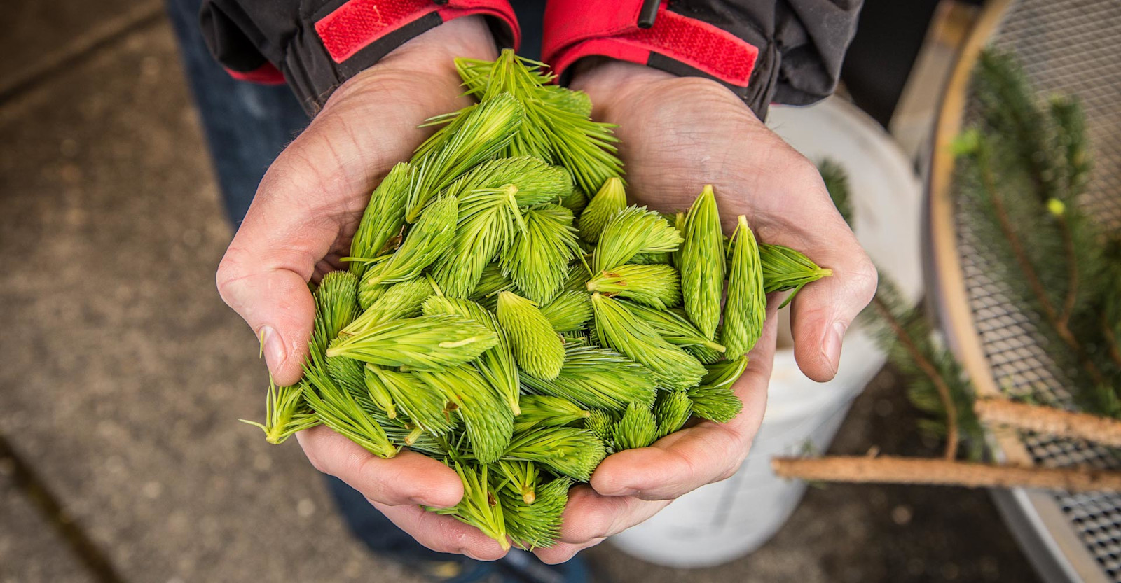 Special Ingredient: Spruce Tips in Beer Primary Image
