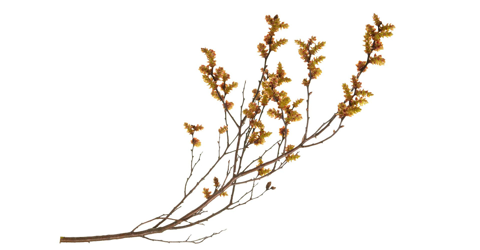 Special Ingredient: Bog Myrtle Primary Image