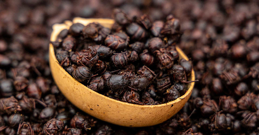 Special Ingredient: Flying Ants Image