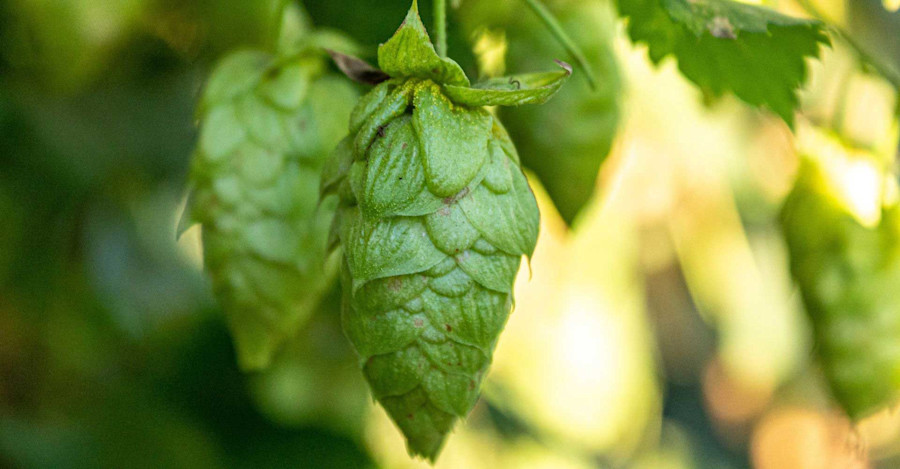 El Dorado®: The Story of How This Tropical Hop Made it in Your Beers Image