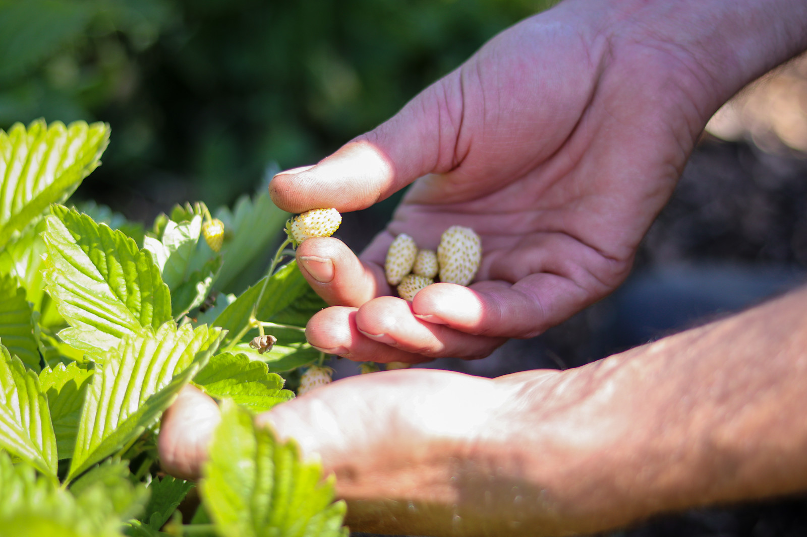 At Sierra Nevada Brewing Co. the Kitchen Garden is “Really Right Outside Our Back Door." Primary Image