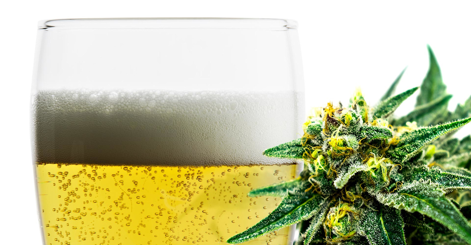 The Fusing of Beer and Marijuana (aromas mostly) is Having a Moment Primary Image