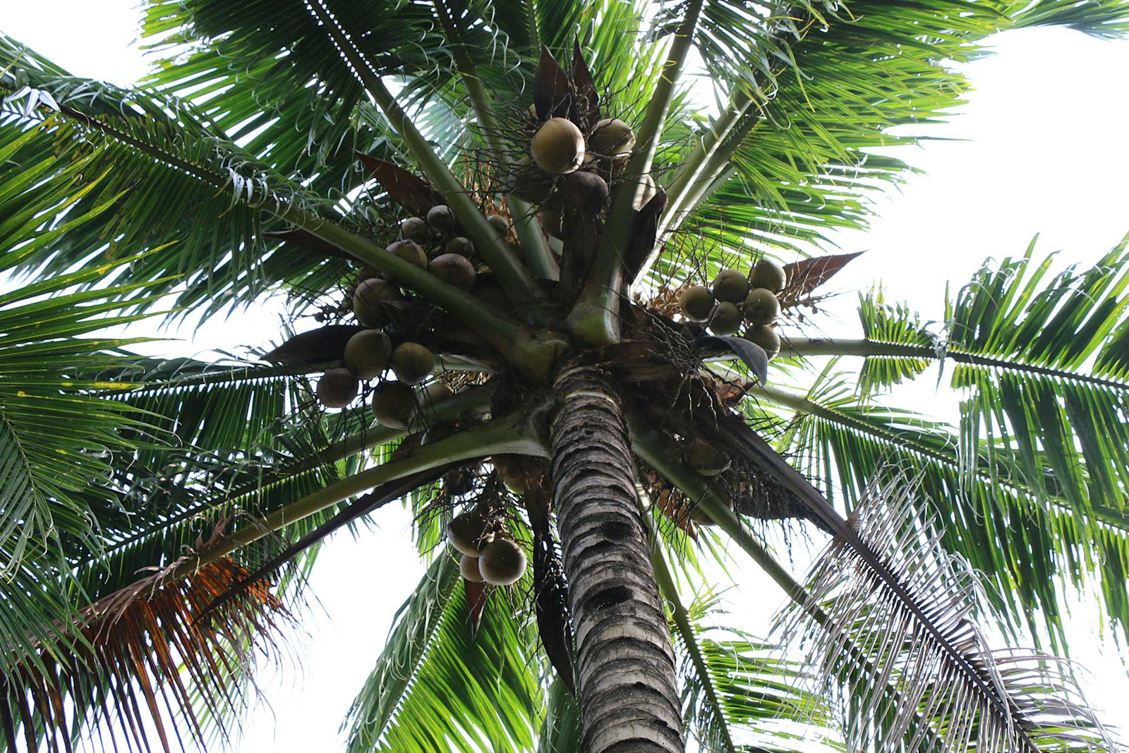 How a Coconut Company’s Quest for Quality Scores Big with Brewers Primary Image