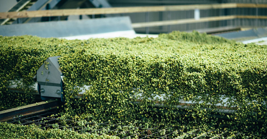 In New Zealand, Hop Revolution’s Processing Is Built for Highest Quality Image