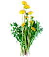 Special Ingredient: Brewing Dandelion Infused Beers with Afterthought Brewing Image