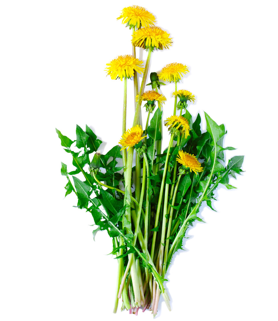 Special Ingredient: Brewing Dandelion Infused Beers with Afterthought Brewing Image