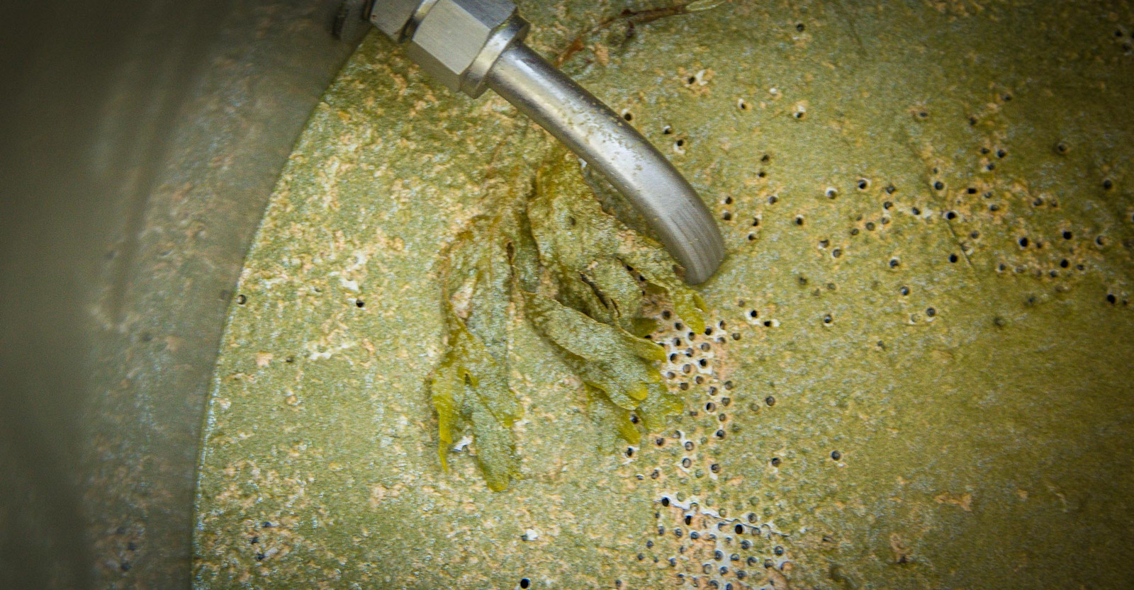 Ask the Experts: Separating Hops from Wort Primary Image