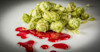 Killing Craft? AB InBev Blocks Sale of South African Hops to American Craft Brewers Image