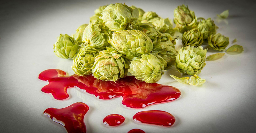 Killing Craft? AB InBev Blocks Sale of South African Hops to American Craft Brewers Image
