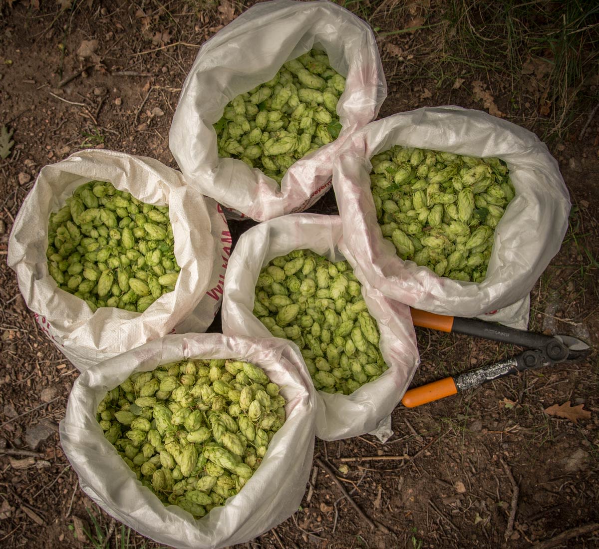 Brewer's Perspectives: Unsung Hops Primary Image