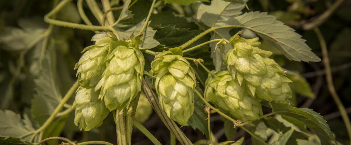 Uses for fresh hops