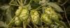 Ask the Experts: Brewing with Fresh Hops Image