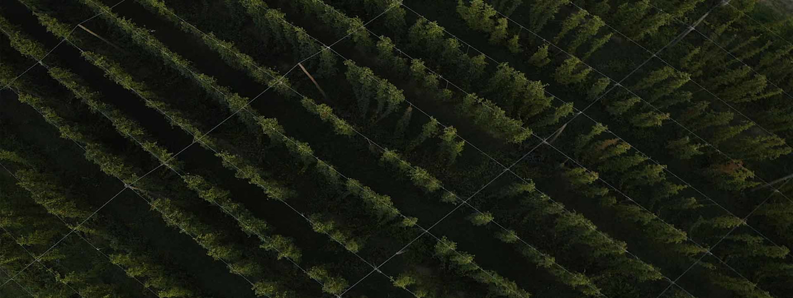 Part of Us: The Hops Direct Story Primary Image