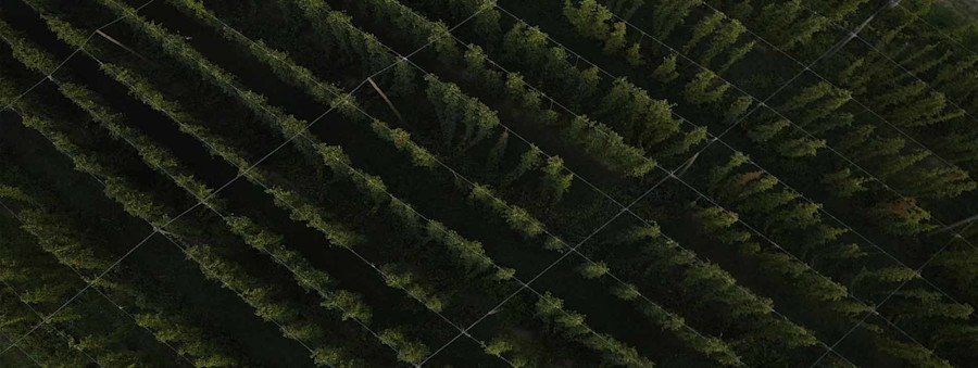 Part of Us: The Hops Direct Story Image