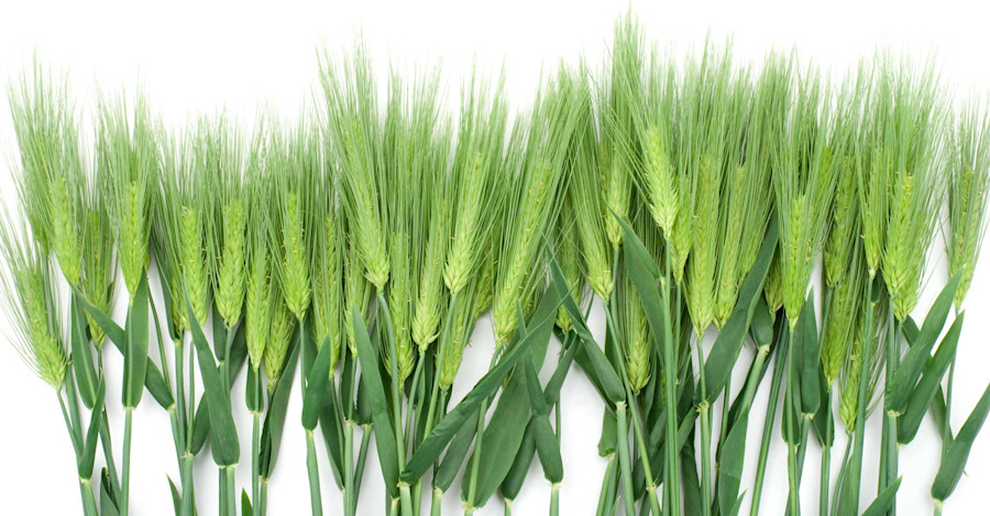 Brewer’s Perspective: In Defense of Six-Row Image