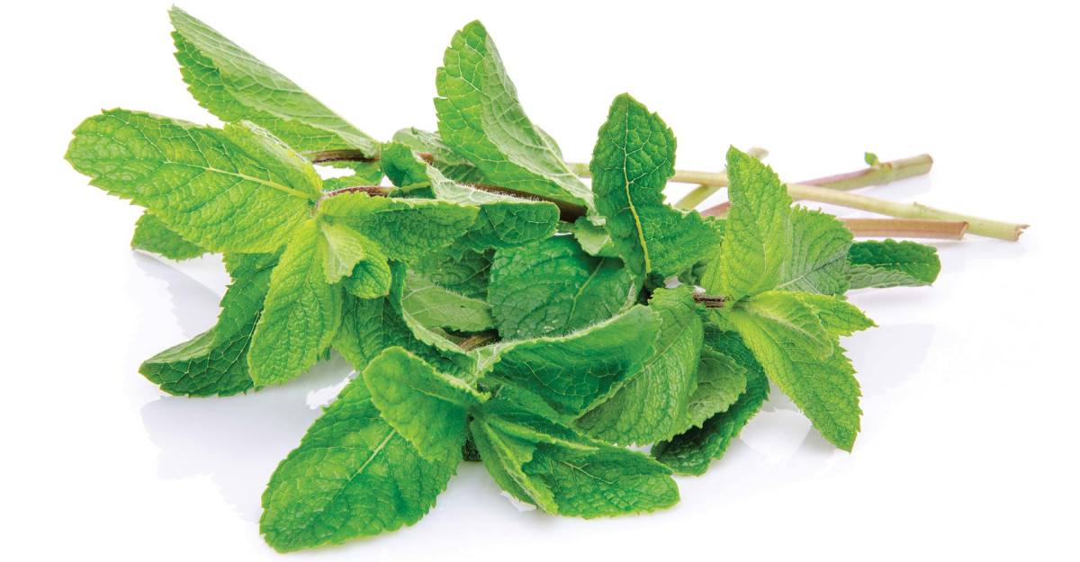 Special Ingredient Mint ?w=1200&h=630&fit=fill