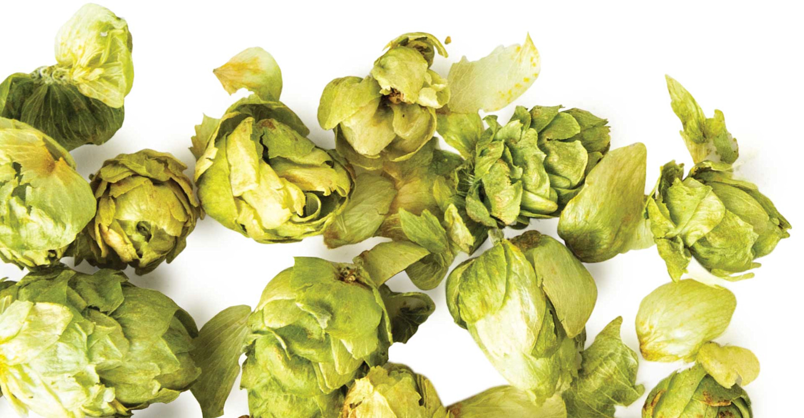 Rethinking Dry Hops: Quicker, Colder … and Better? Primary Image