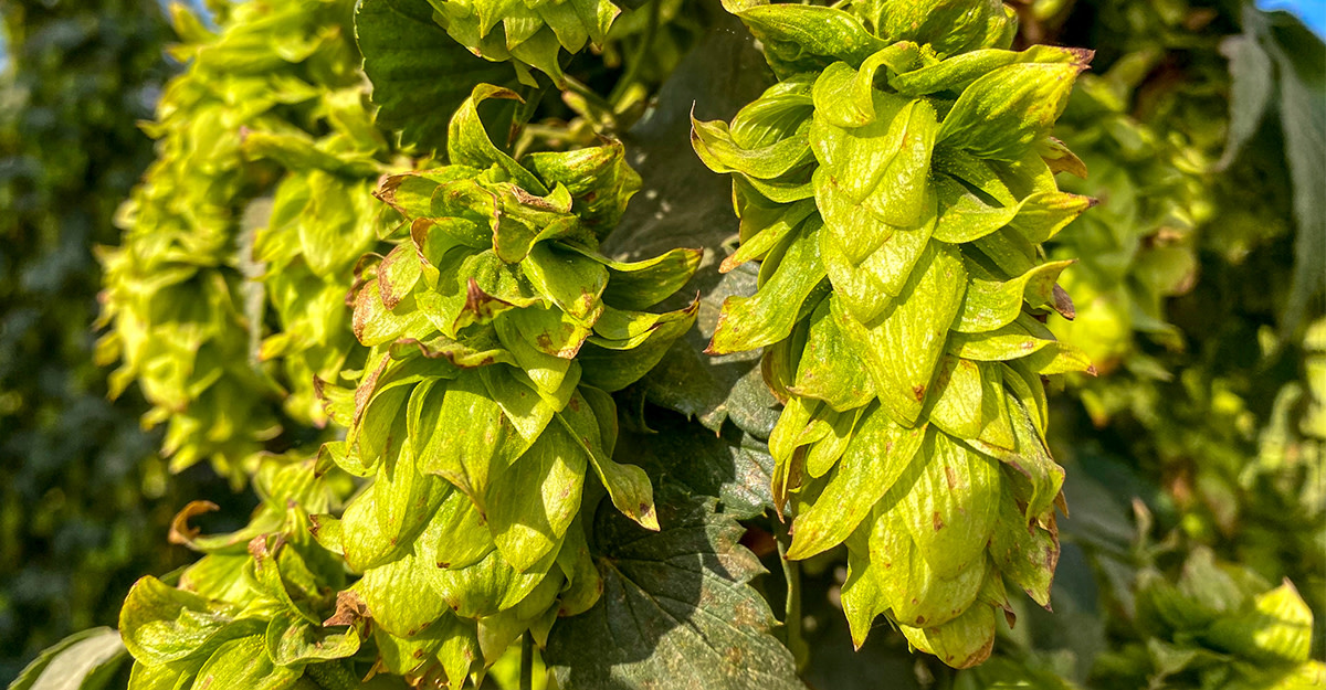 The Rise of Neomexicanus Primary Image