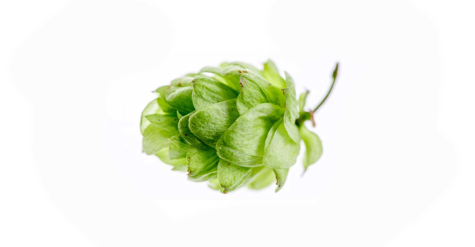 Ask the Expert: The Aromas of Tropical Hops Primary Image