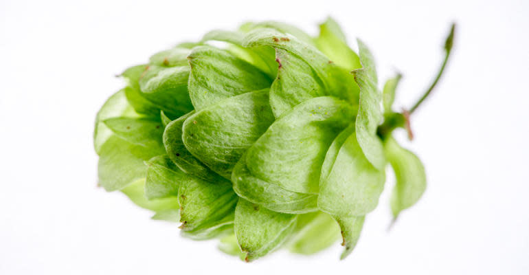 How to Store Hops Primary Image