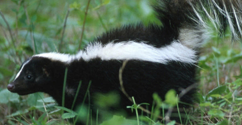 Off-Flavor of the Week: Lightstruck (Skunky) Image