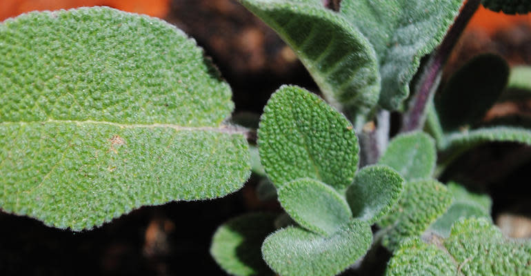 Brewing With Sage, An Ancient Tradition Image