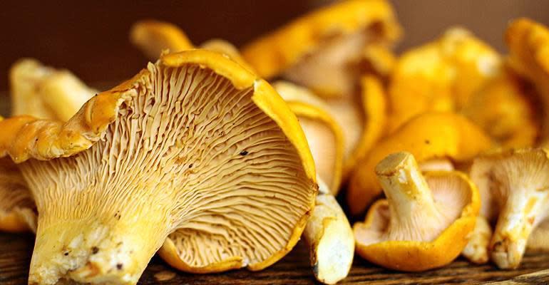 Mushroom Beers? Primary Image