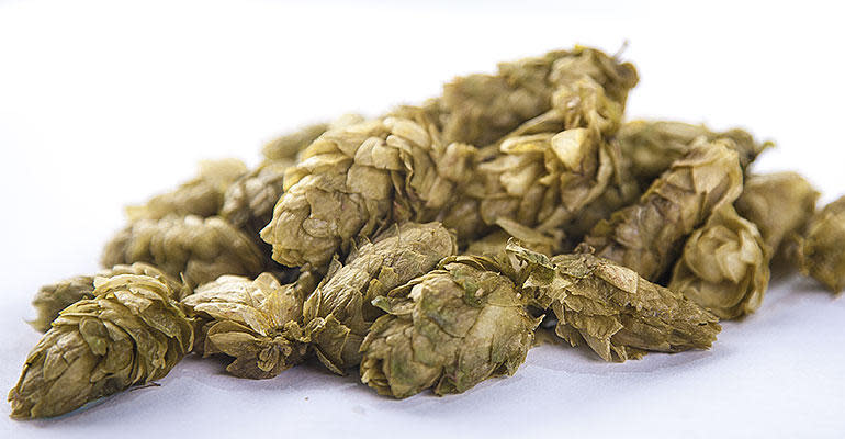 Practically Bursting with Hops Image