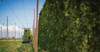 Infographic: Even More Hops! Image