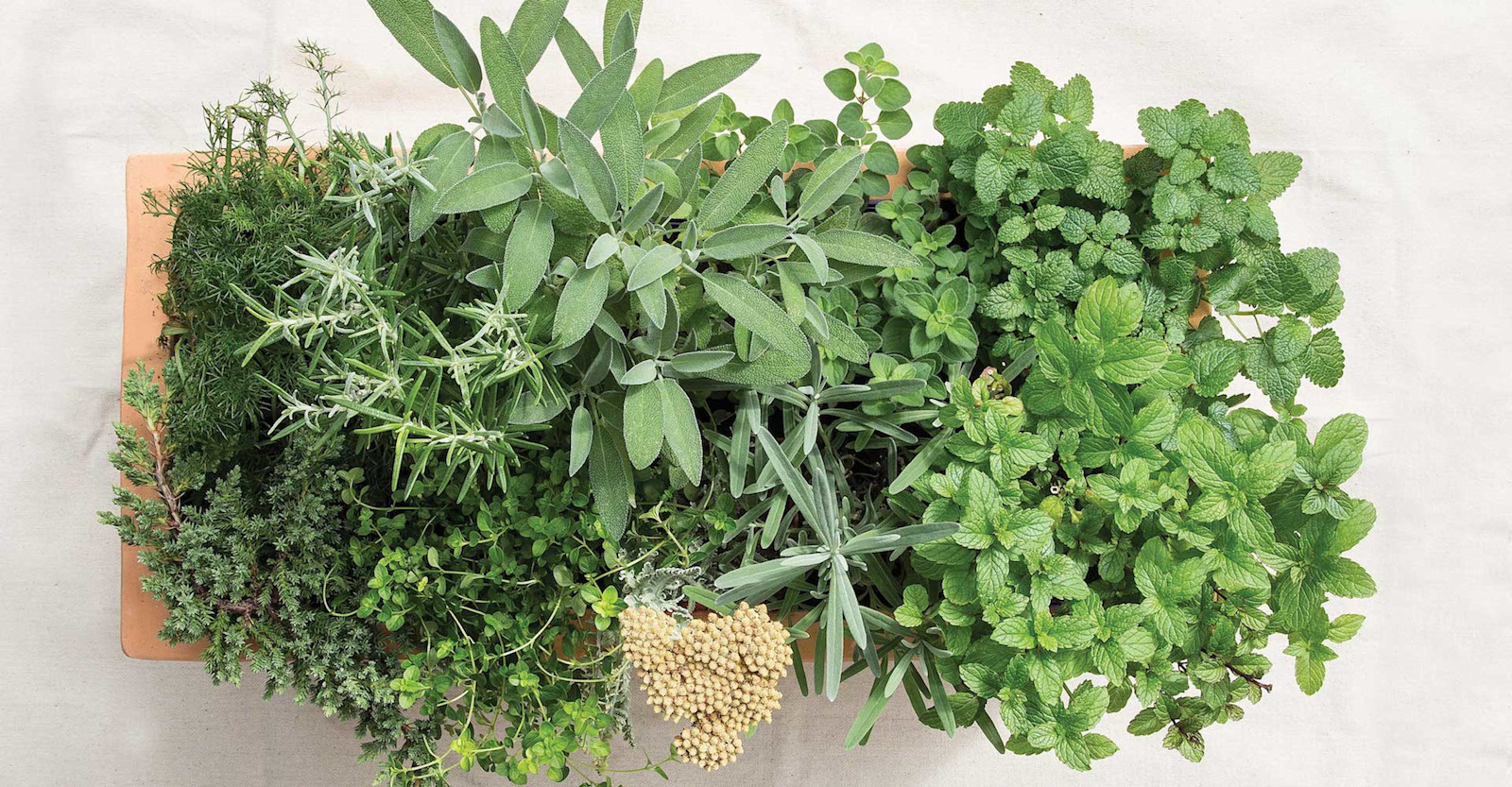 The Brewer’s Garden Primary Image