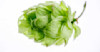 Harvesting Your Homegrown Hops Image