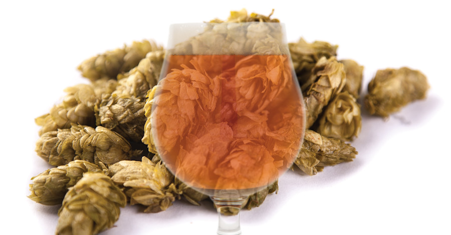 Ask the Experts: Why Did This Beer Come Out Bitter? Image