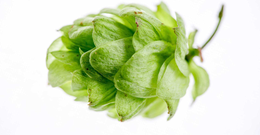 Discuss: Fresh Hops - Where Do You Get Them? Image