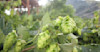 Hops Harvest 2015: Meet the Hops Harvesters Image