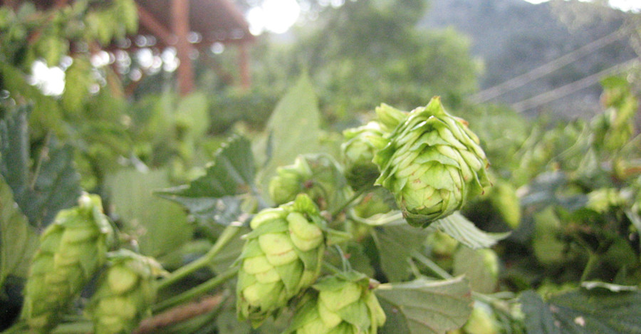 Hops Harvest 2015: Meet the Hops Harvesters Image