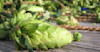 Hops Harvest 2015: Getting Fresh on Short Notice Image