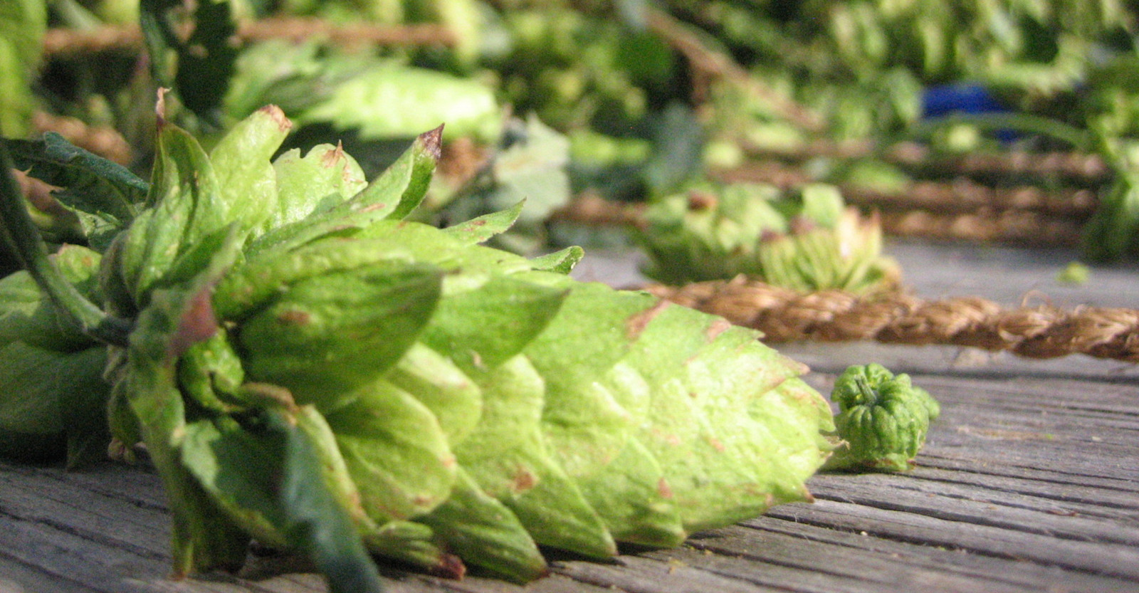 Hops Harvest 2015: Getting Fresh on Short Notice Primary Image