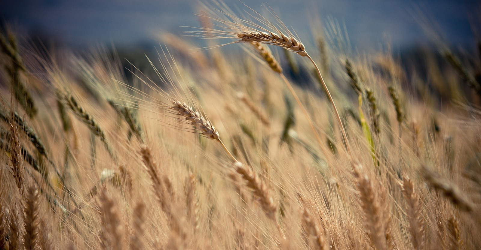 Barley’s Sixth Sense Primary Image