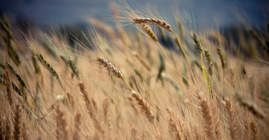 Barley’s Sixth Sense Image